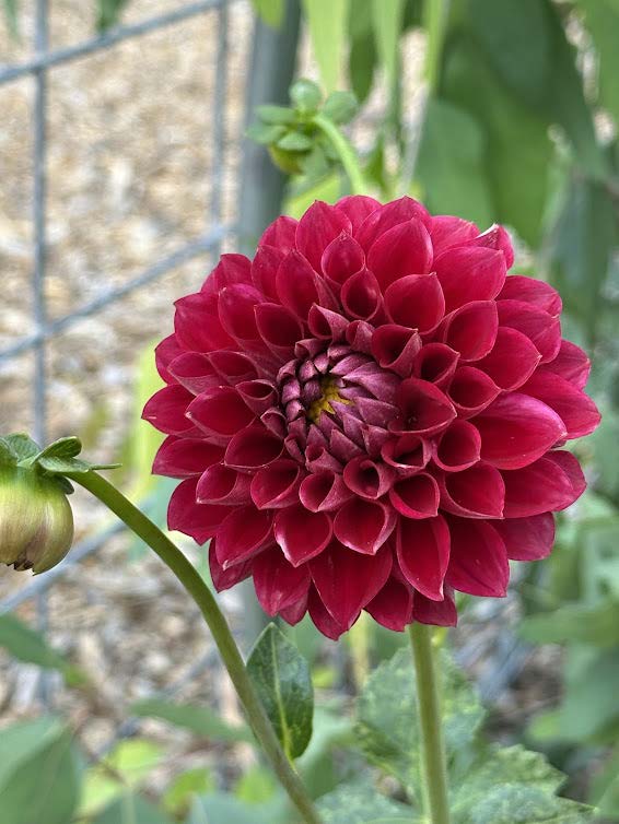 RM Silver Fox | Dahlia Tuber – La Finca Flower Farm