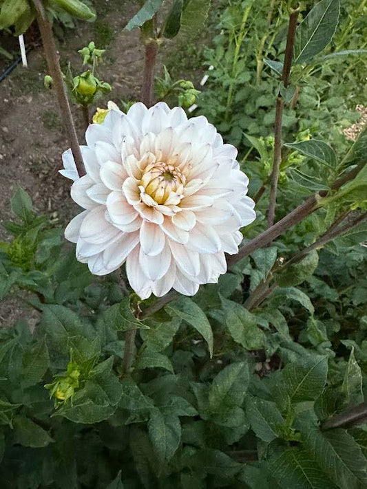 Silver Years | Dahlia Tuber