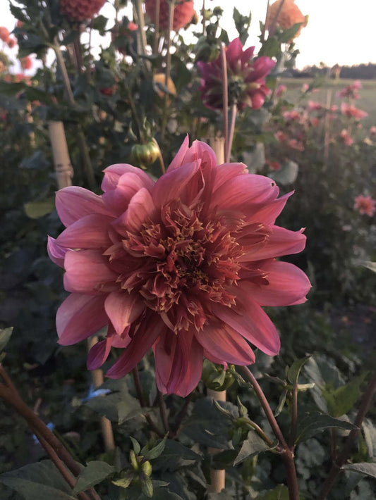 Tall Sunburst | Dahlia Tuber