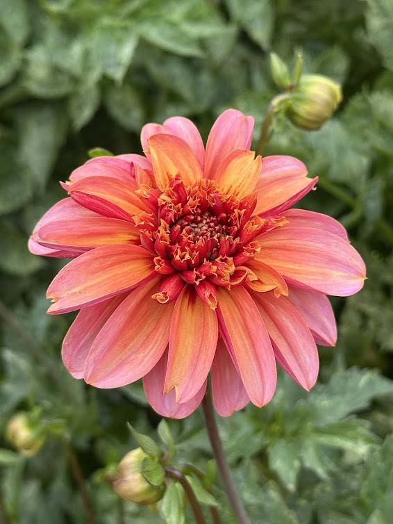 Totally Tangerine | Dahlia Tuber – La Finca Flower Farm