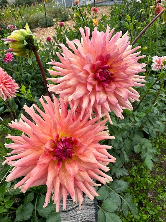 Terracotta | Dahlia Tuber