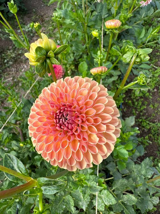 Valley Tawny | Dahlia Tuber