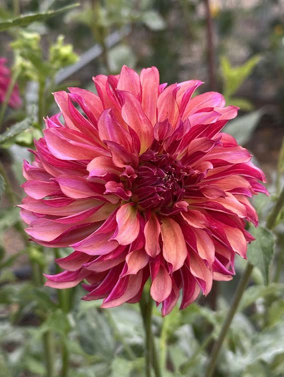 Vista Minnie | Dahlia Tuber – La Finca Flower Farm