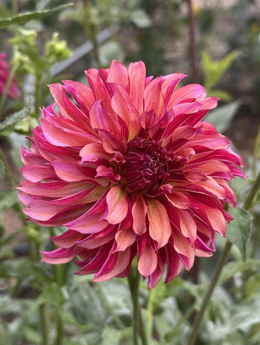 Vista Minnie | Dahlia Tuber