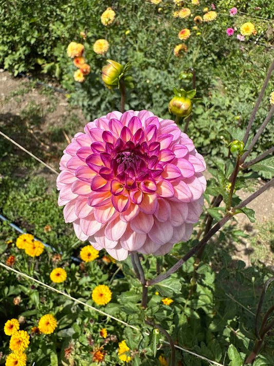 Wine Eyed Jill | Dahlia Tuber