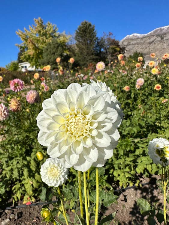 White Fawn Dahlia Tuber La Finca Flower Farm