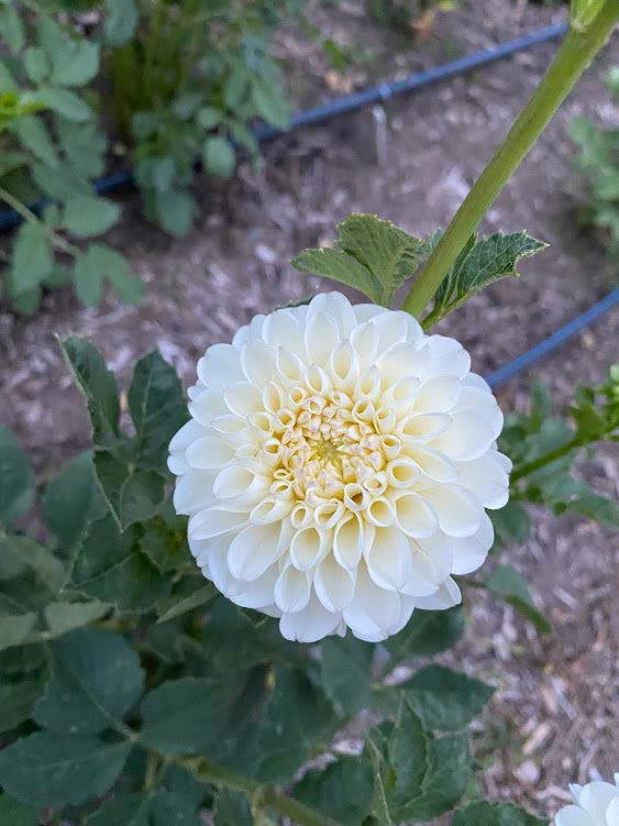 White Nettie | Dahlia Tuber