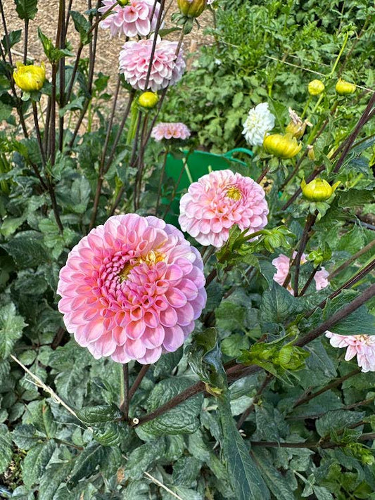 Wizard Of Oz | Dahlia Tuber