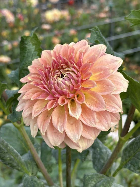Bloomquist Alan | Dahlia Tuber