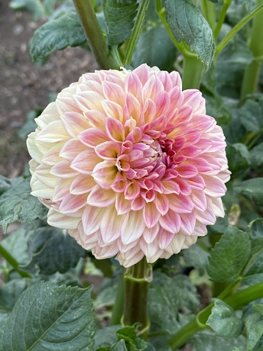 Bloomquist Alan | Dahlia Tuber