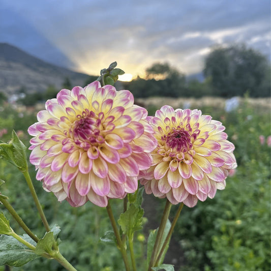 Alpen Sundown | Dahlia Tuber