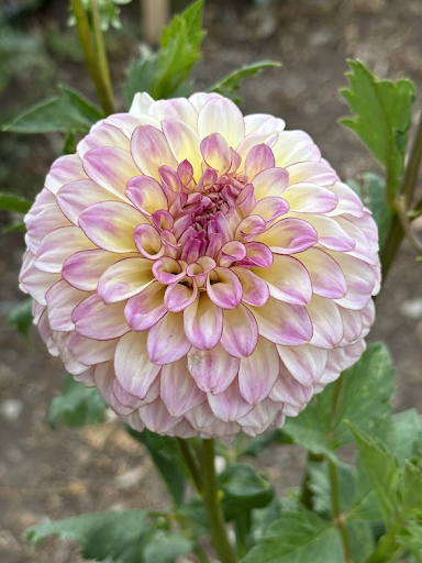 Alpen Sundown | Dahlia Tuber