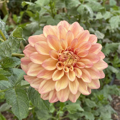 Miss Amara | Dahlia Tuber