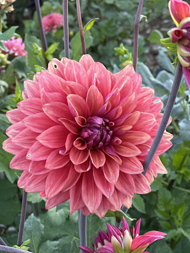 American Dawn | Dahlia Tuber