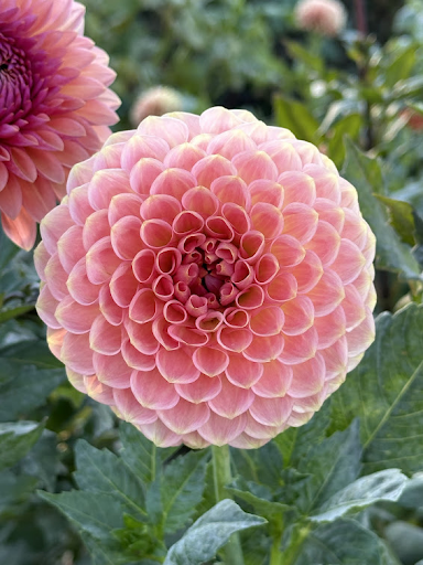20TH Ave Softer Peach | Dahlia Tuber