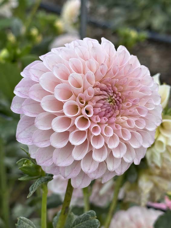 20th Ave Memory | Dahlia Tuber