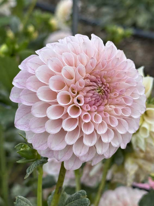 20th Ave Memory | Dahlia Tuber