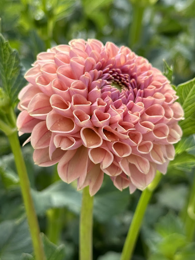Bee Hive | Dahlia Tuber