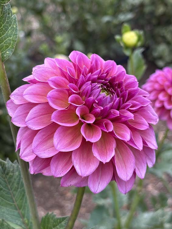 RM Berry Kiss | Dahlia Tuber
