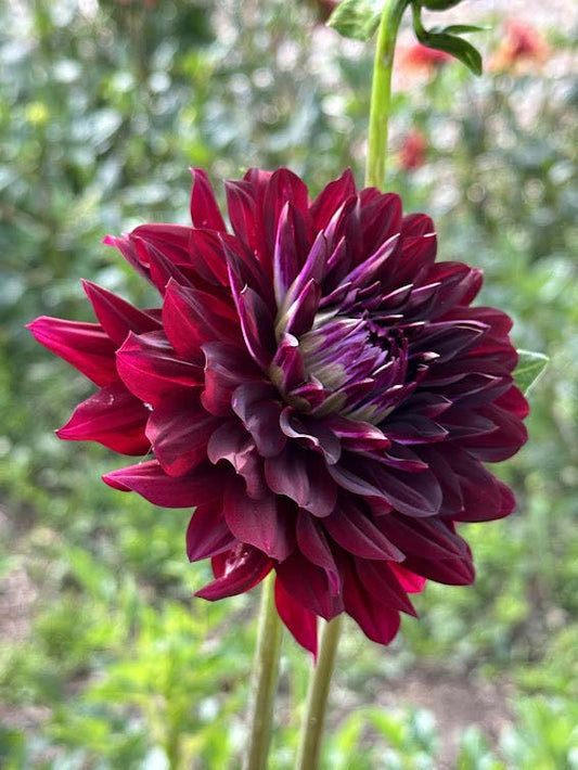 Hollyhill Black Beauty | Dahlia Tuber