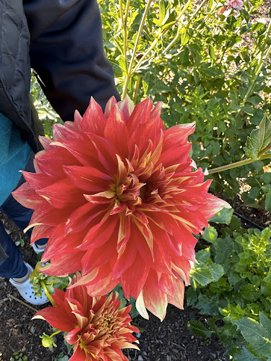Bodacious | Dahlia Tuber