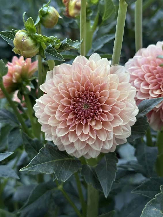 KA’s® Boho Peach | Dahlia Tuber