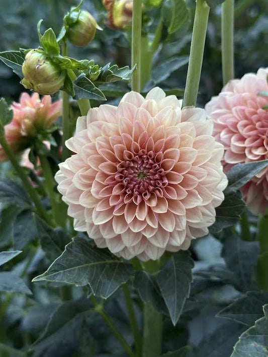 KA’s® Boho Peach | Dahlia Tuber