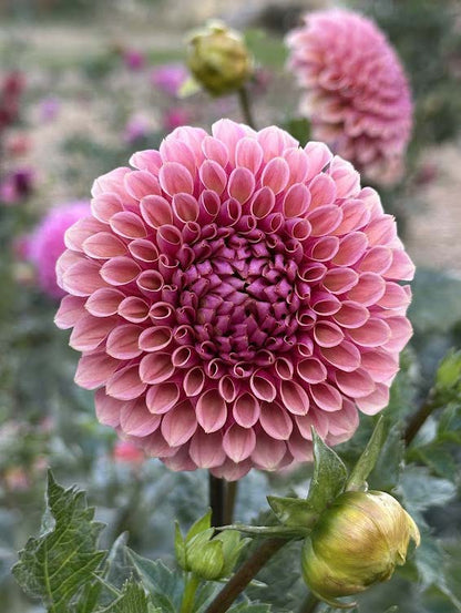 Bracken Rose | Dahlia Tuber