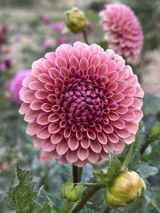 Bracken Rose | Dahlia Tuber