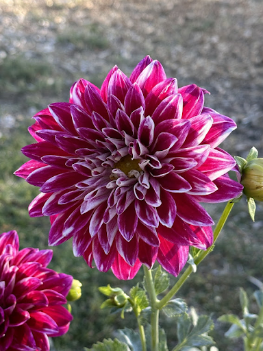 Bradley Aaron | Dahlia Tuber