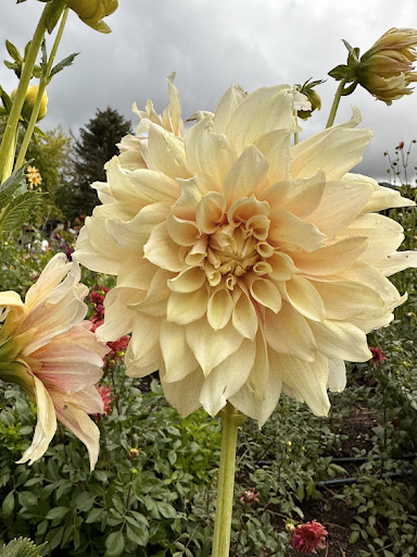 Break Out | Dahlia Tuber