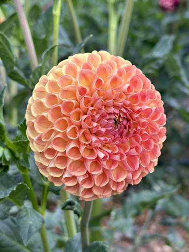 Cornel Bronze | Dahlia Tuber