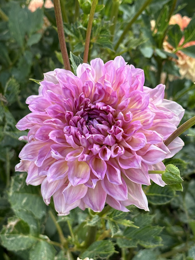 Cameo Peach | Dahlia Tuber