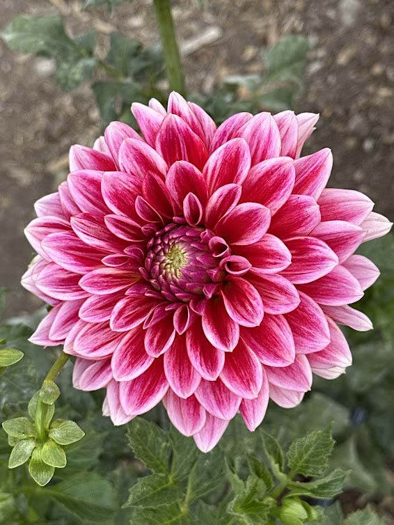 Canby Centennial | Dahlia Tuber