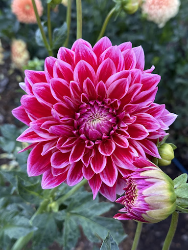 Canby Centennial | Dahlia Tuber