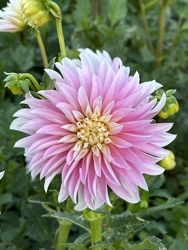 Alloway Candy | Dahlia Tuber