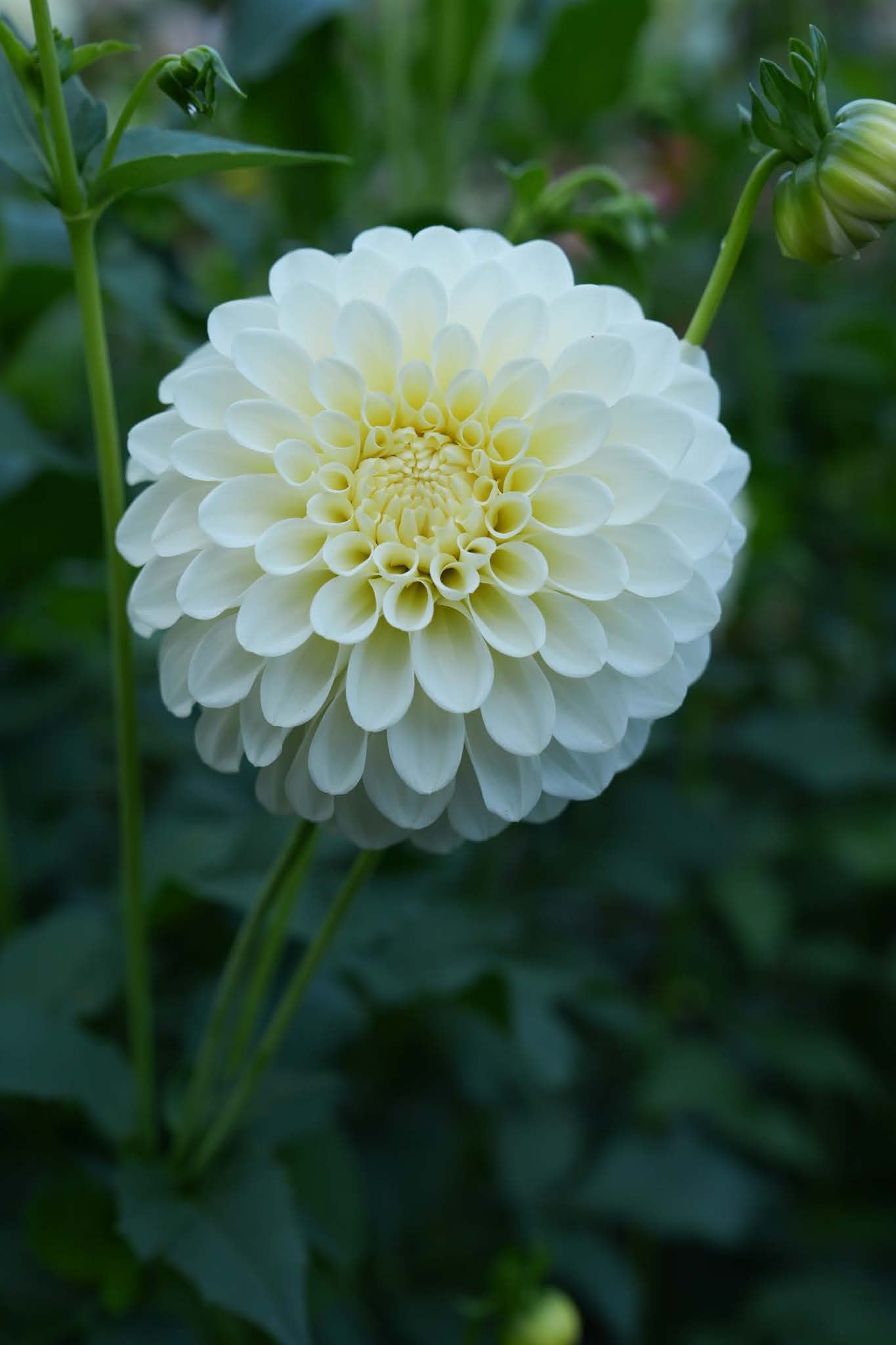 RM Canoodle | Dahlia Tuber