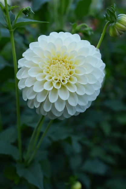 RM Canoodle | Dahlia Tuber