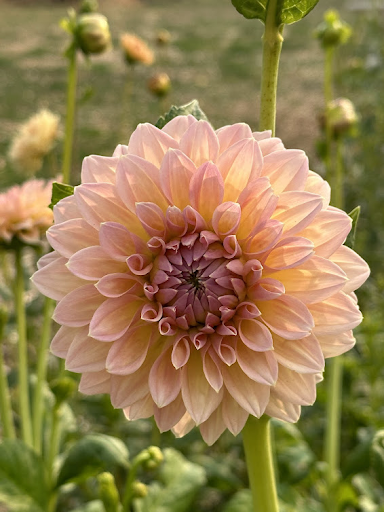 Castle Drive | Dahlia Tuber