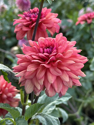 Cheers | Dahlia Tuber