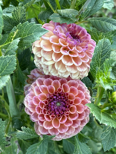 Chewy | Dahlia Tuber