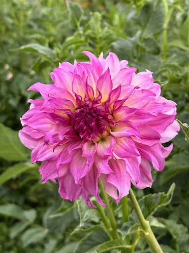 Colorado Classic | Dahlia Tuber