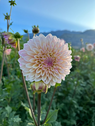 Coralie | Dahlia Tuber