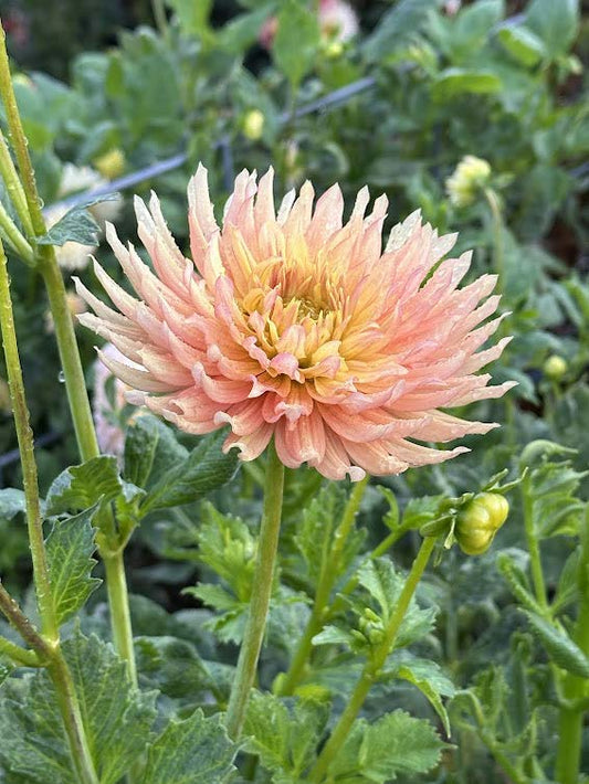 Bloomquist Craig S | Dahlia Tuber