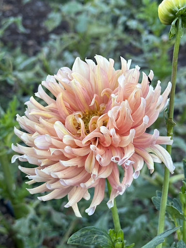 Bloomquist Craig S | Dahlia Tuber