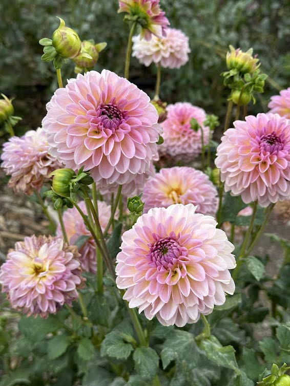 Cupcake | Dahlia Tuber