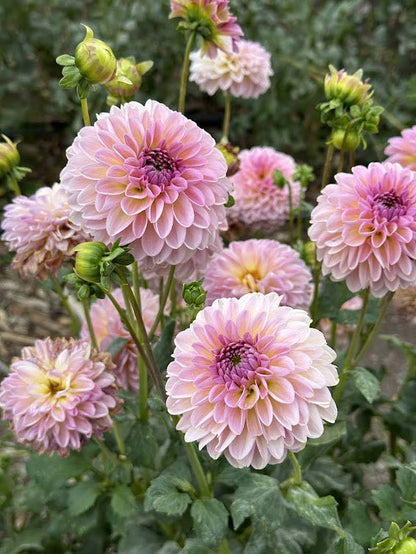 Cupcake | Dahlia Tuber