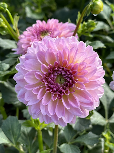 Cupcake | Dahlia Tuber