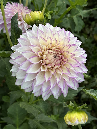 Clearview Debby | Dahlia Tuber