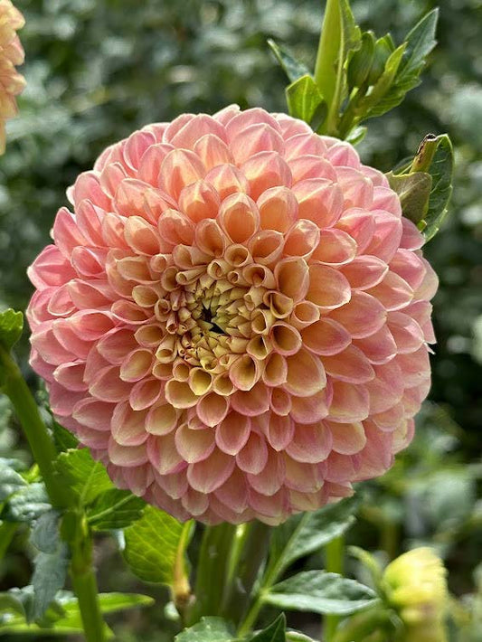 Snoho Doris | Dahlia Tuber